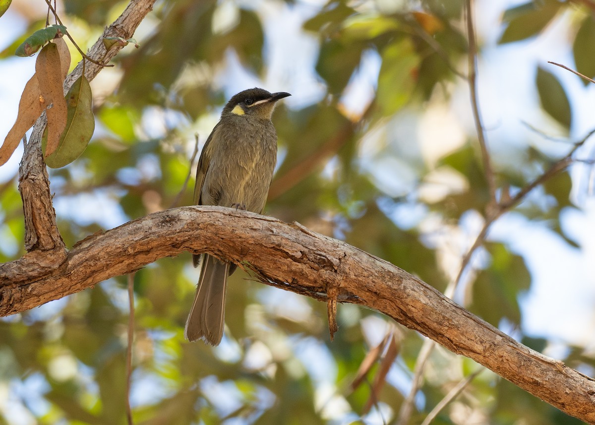 Cryptic Honeyeater - ML646819221