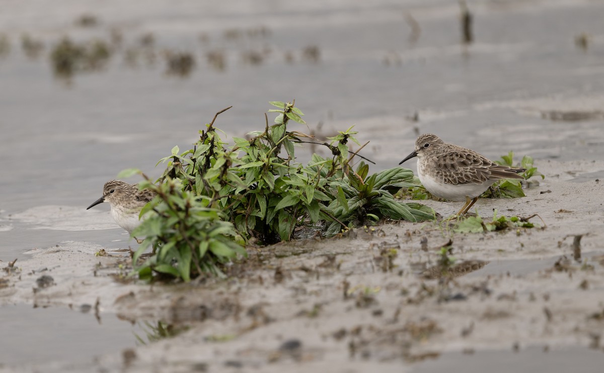 Least Sandpiper - ML646819223