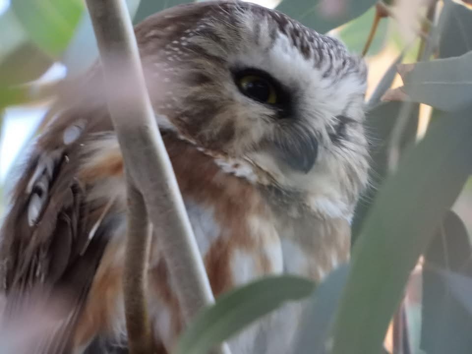 Northern Saw-whet Owl - ML646819225