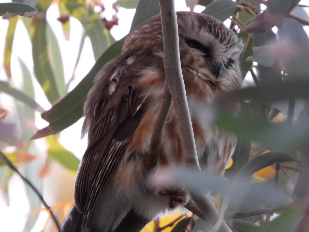 Northern Saw-whet Owl - ML646819226