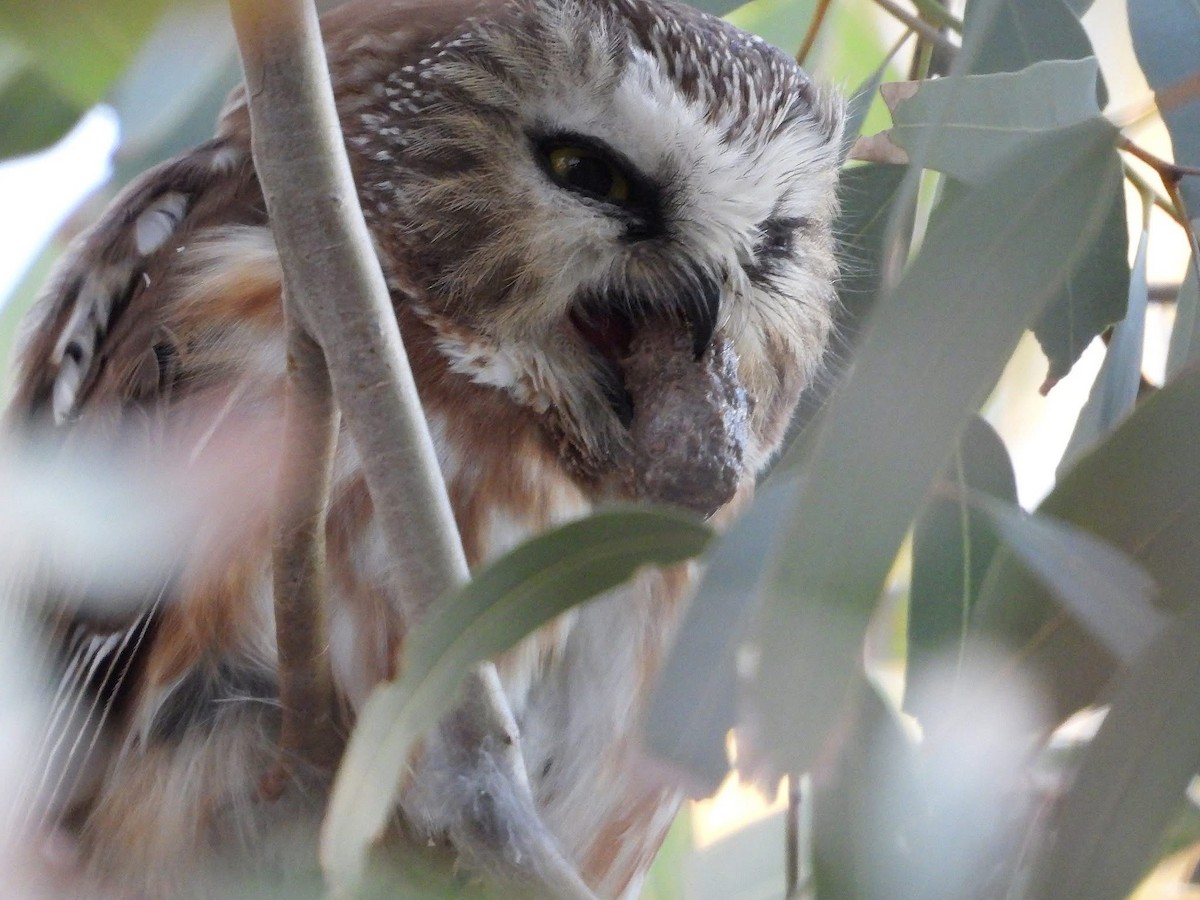 Northern Saw-whet Owl - ML646819227