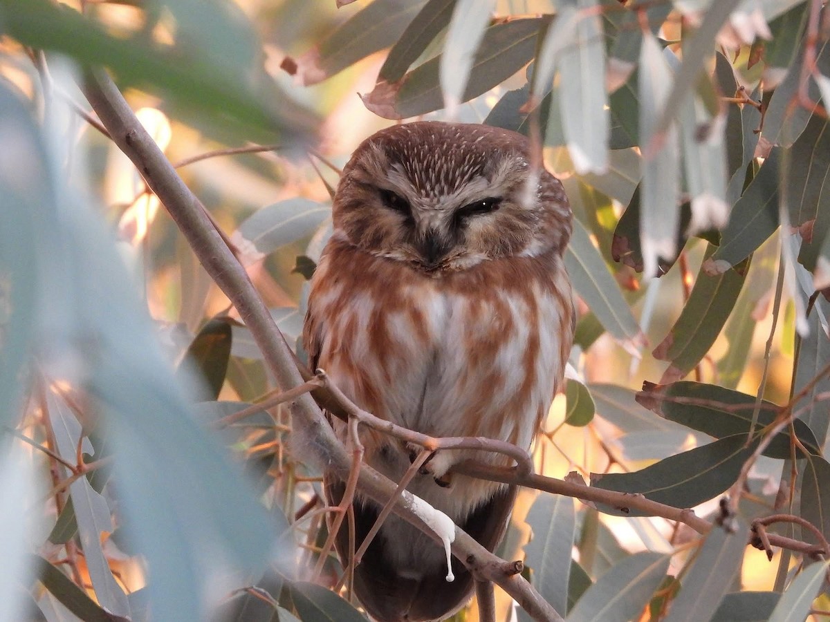 Northern Saw-whet Owl - ML646819228