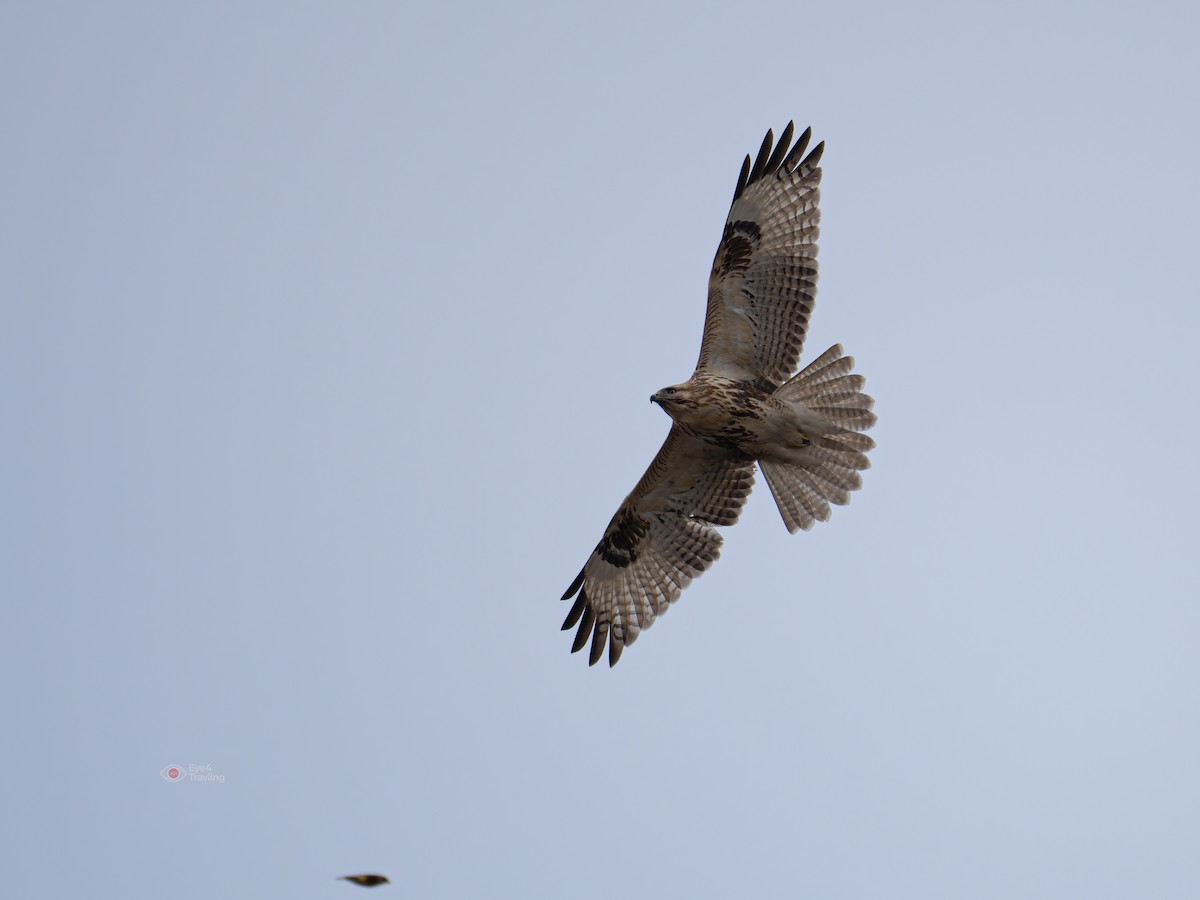 Eastern Buzzard - ML646819230