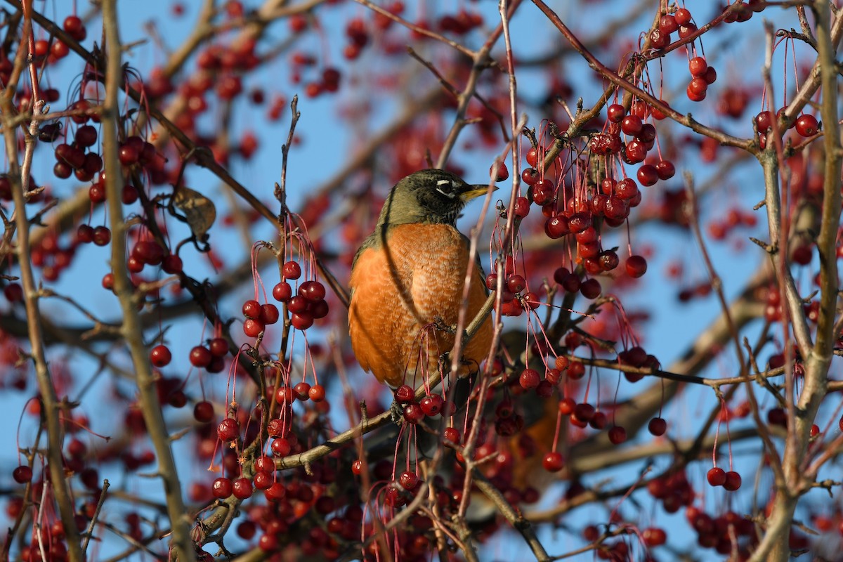 Wanderdrossel - ML646819231