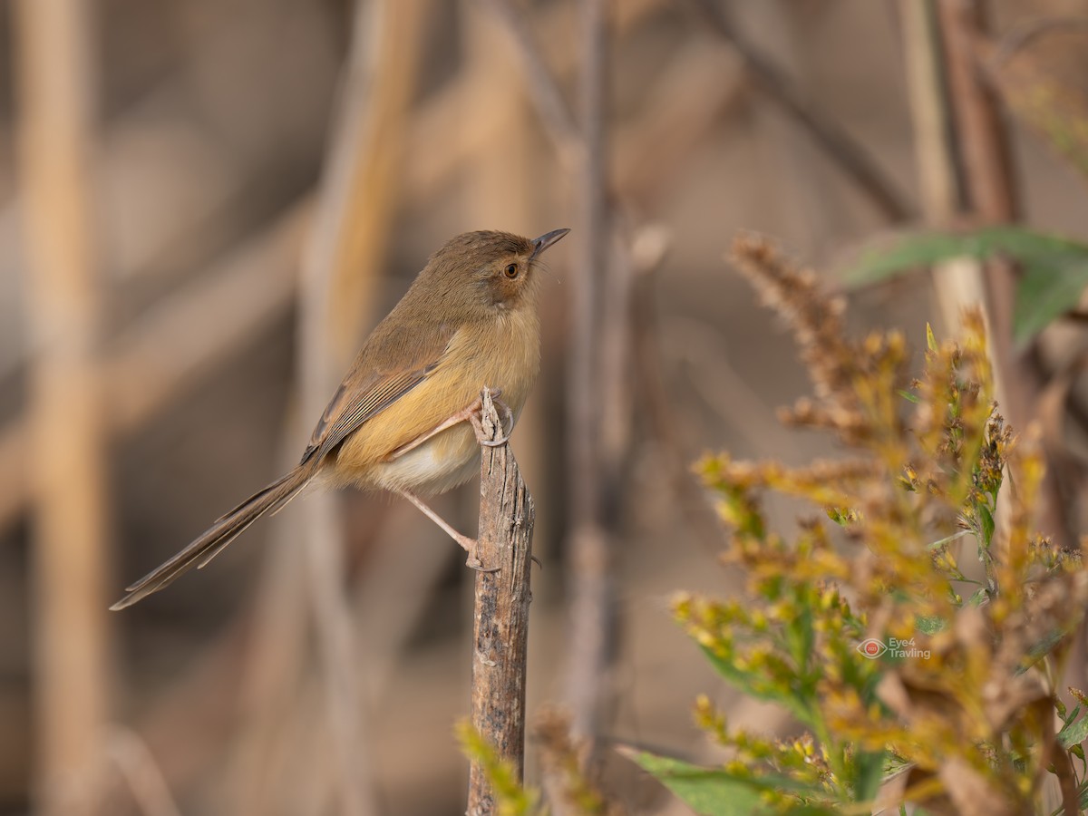 Plain Prinia - ML646819232