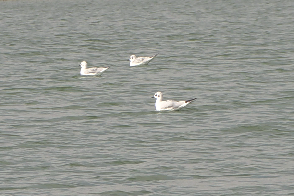 Bonaparte's Gull - ML646819234