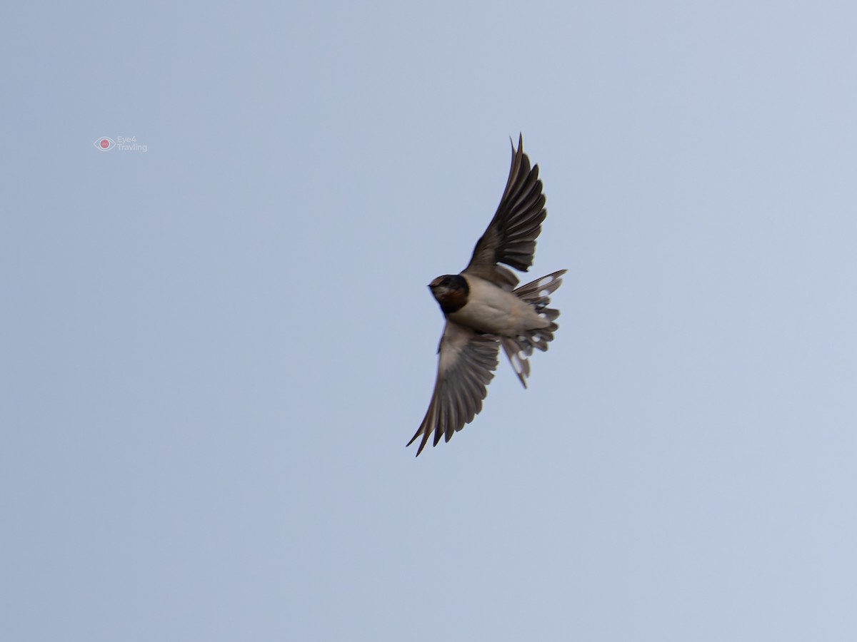 家燕 - ML646819241