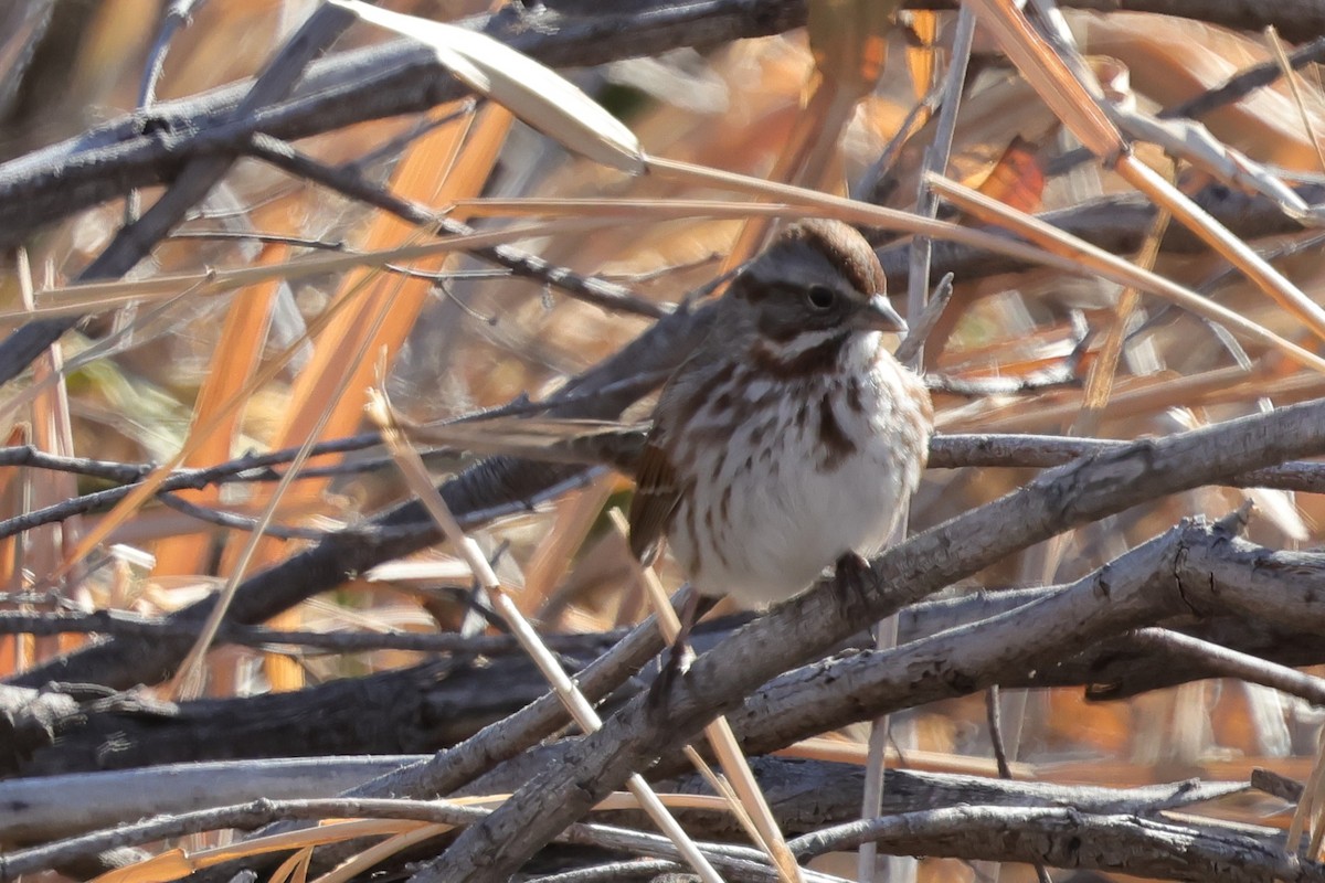 Song Sparrow - ML646819242