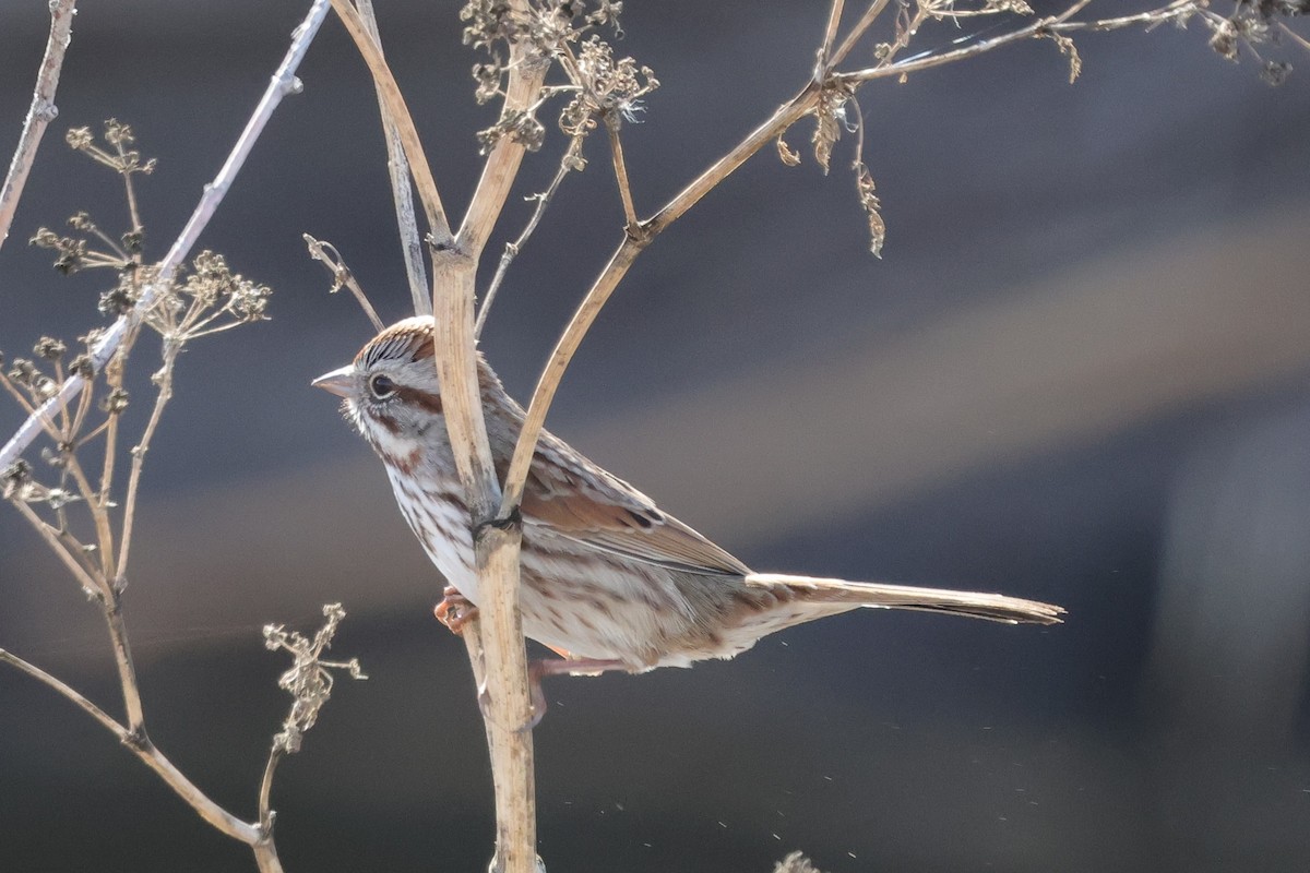 Song Sparrow - ML646819243