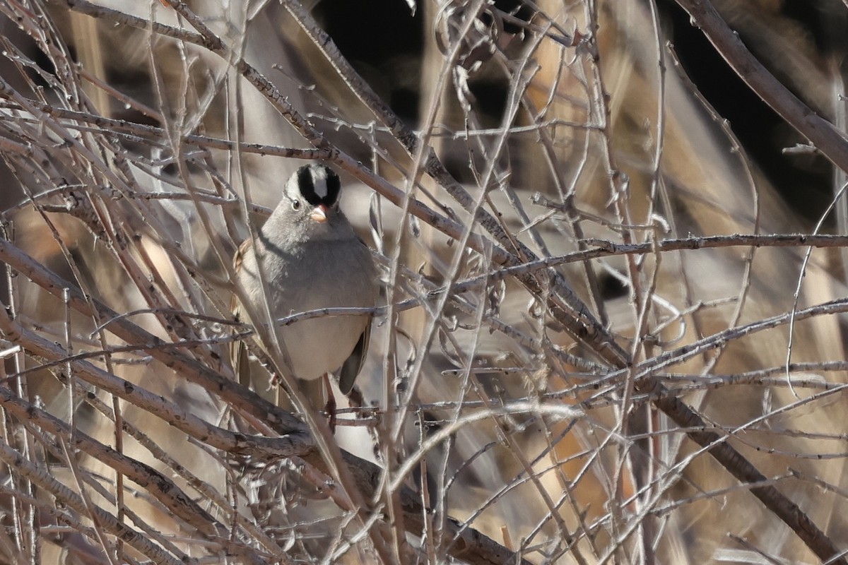 White-crowned Sparrow - ML646819245