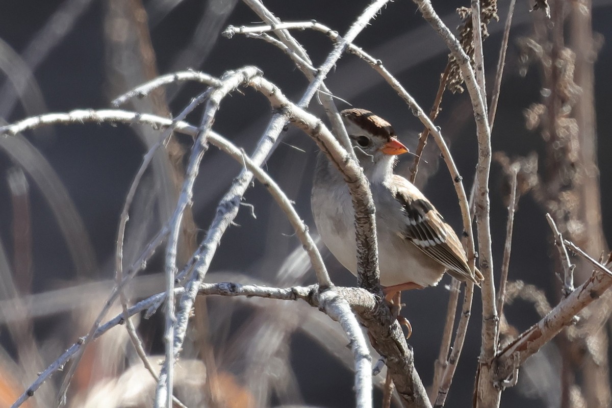 White-crowned Sparrow - ML646819246