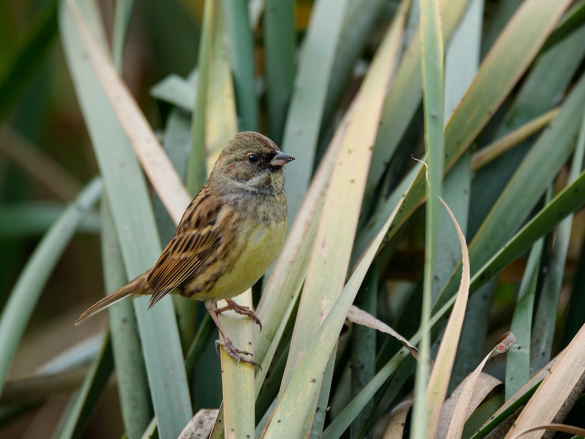 灰頭黑臉鵐 - ML646819247