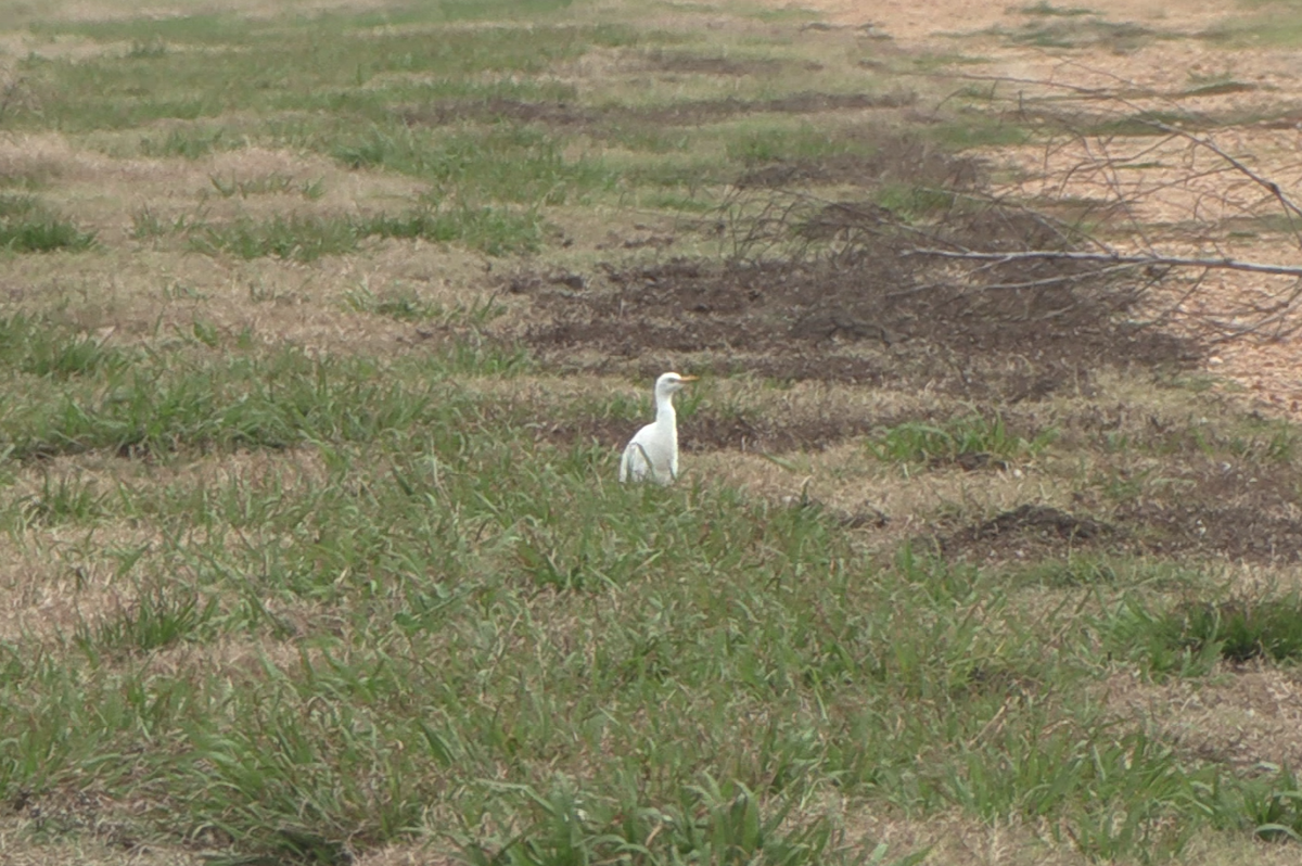 Western Cattle-Egret - ML646819250