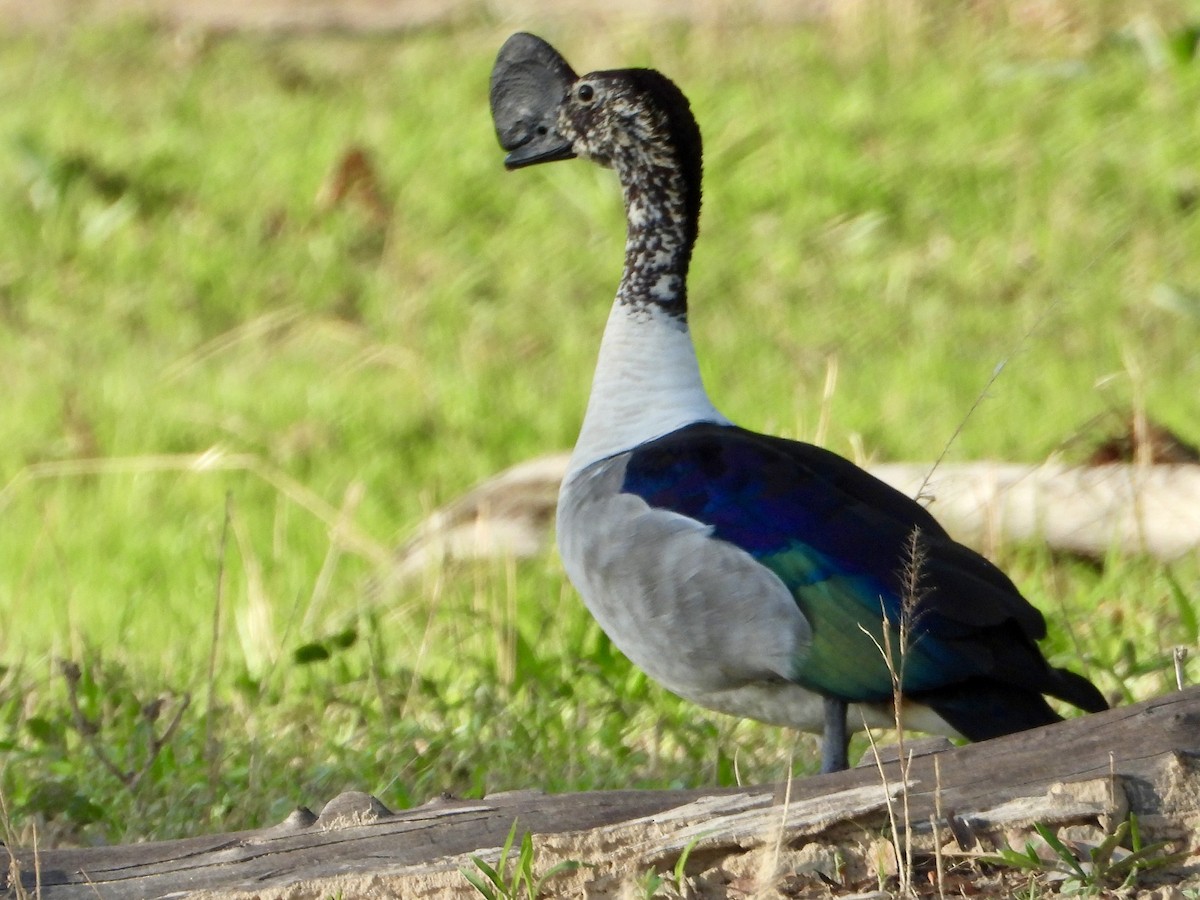 Knob-billed Duck - ML646819251