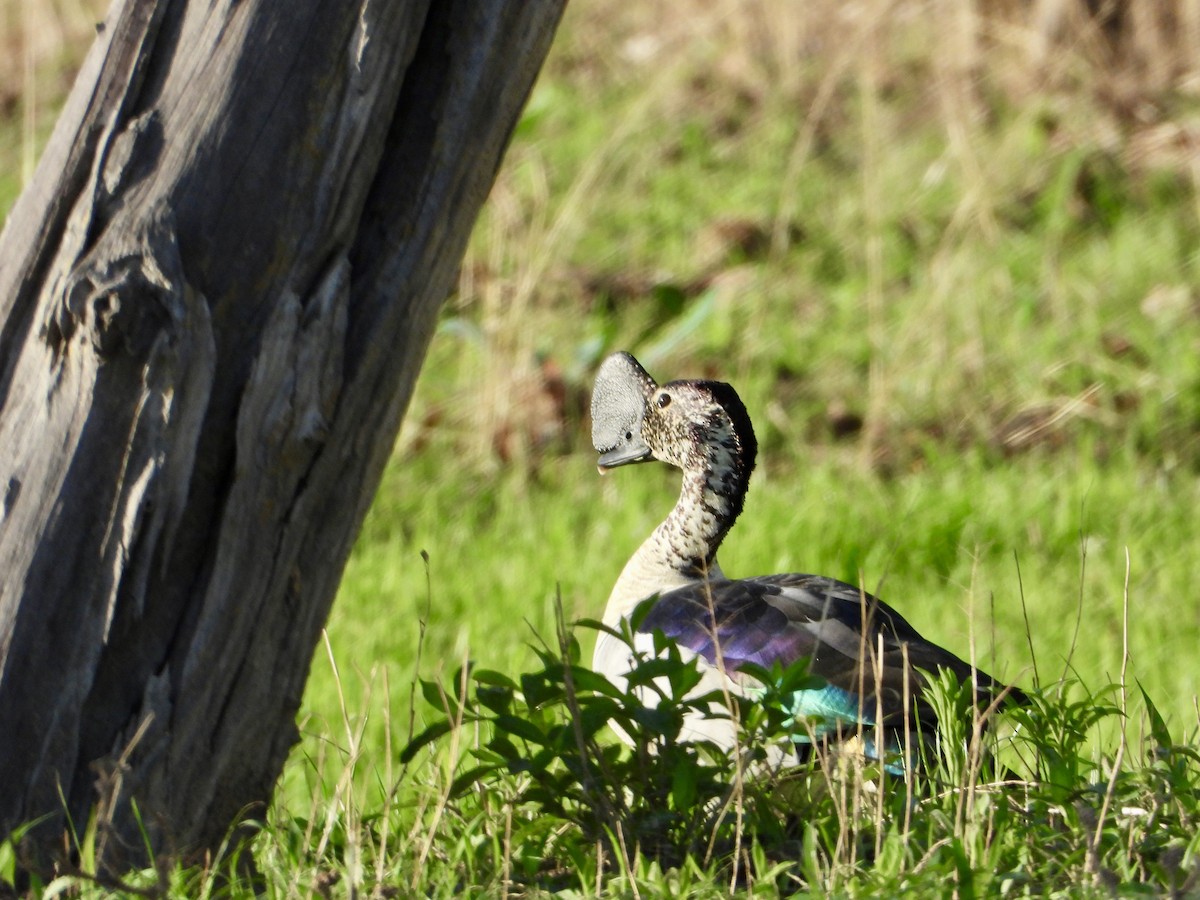 Knob-billed Duck - ML646819252