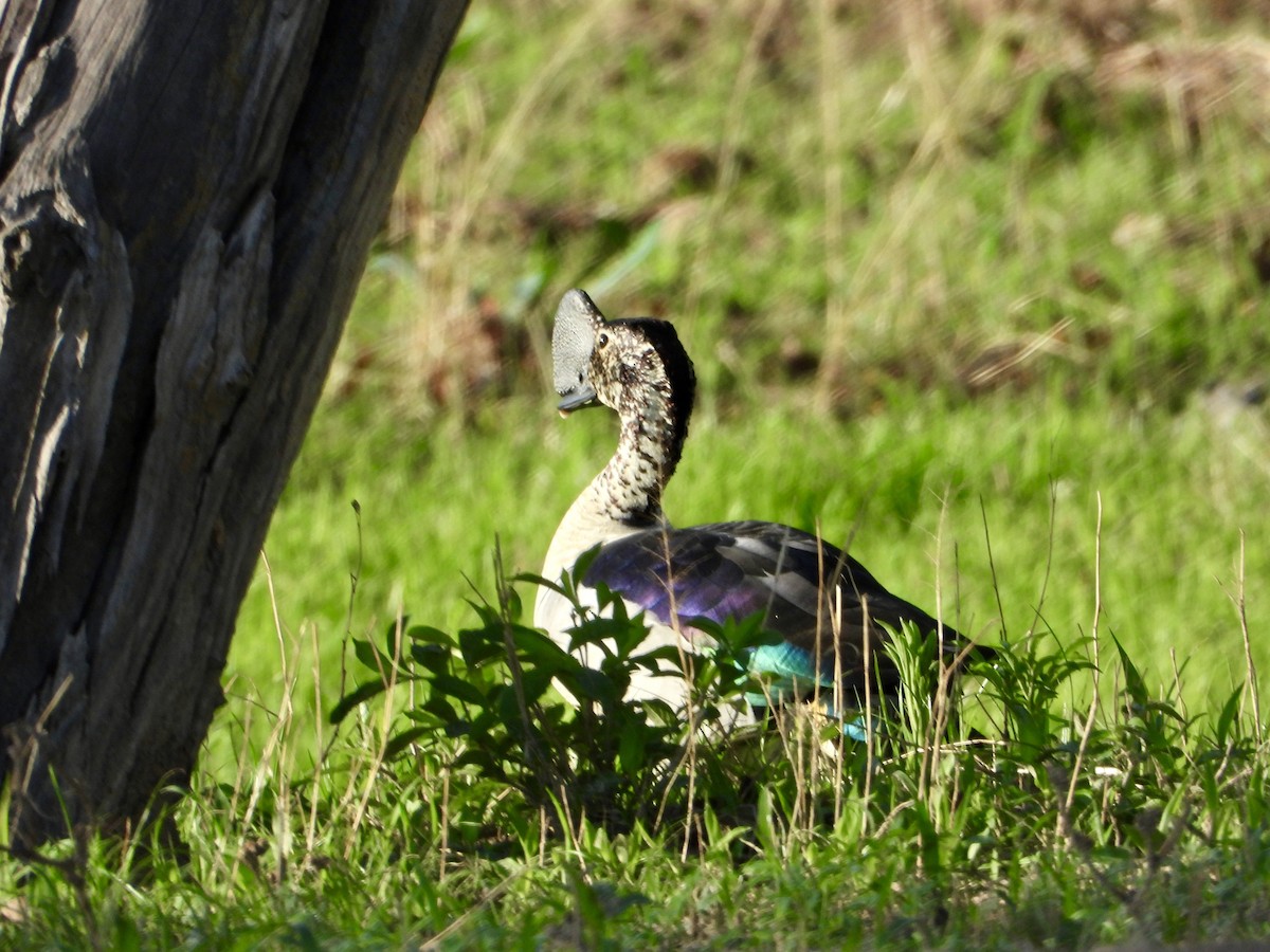 Knob-billed Duck - ML646819253