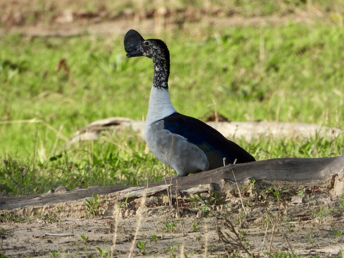 Knob-billed Duck - ML646819254