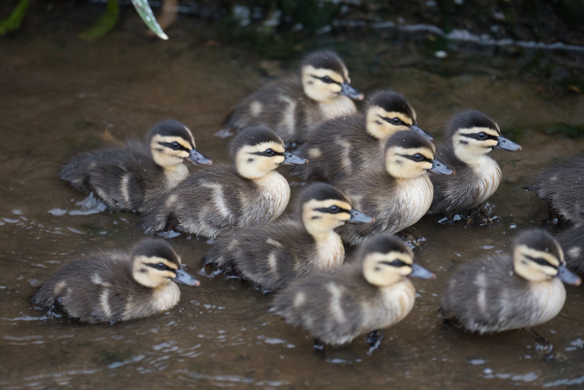 Ahate bekainduna - ML646819255