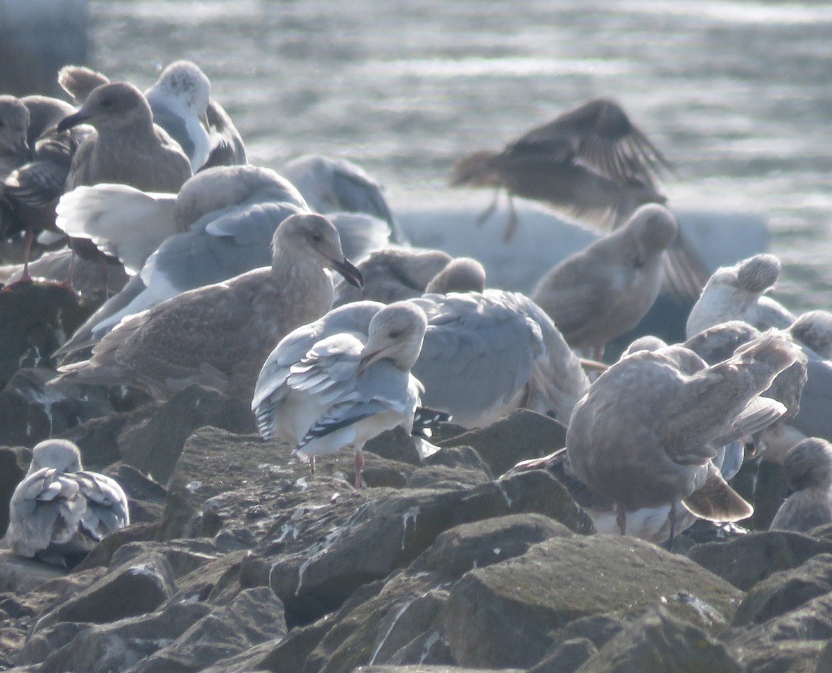 Iceland Gull (Thayer's) - ML646819256