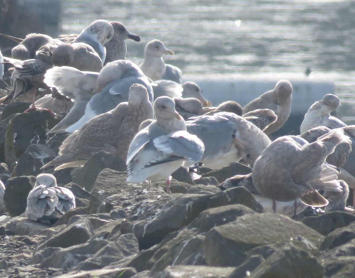 Iceland Gull (Thayer's) - ML646819257