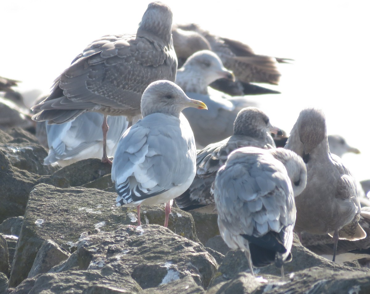Iceland Gull (Thayer's) - ML646819258