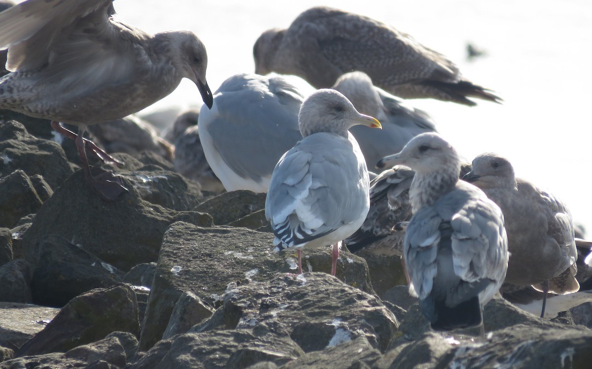 Iceland Gull (Thayer's) - ML646819259