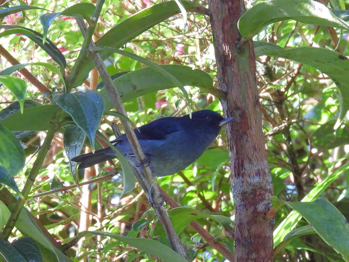 Slaty Flowerpiercer - ML646819262