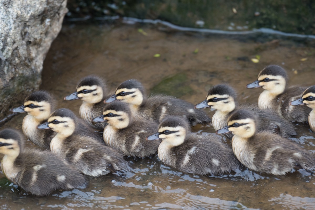 Ahate bekainduna - ML646819263