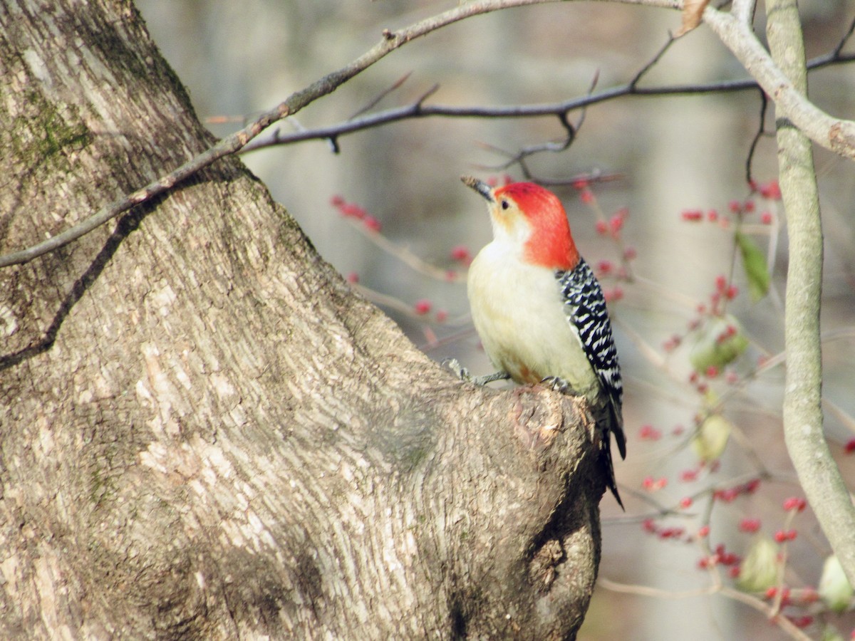 Red-bellied Woodpecker - ML646819264