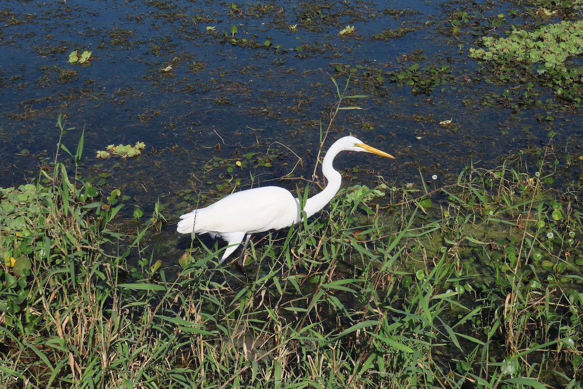 大白鷺 - ML646819265