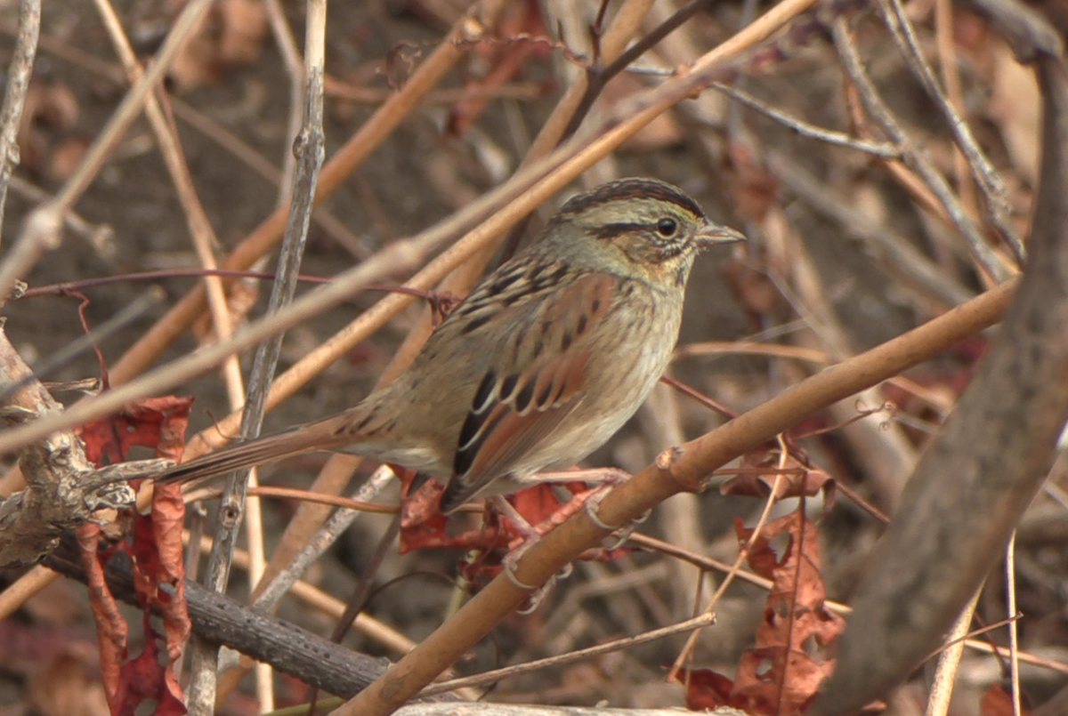 Swamp Sparrow - ML646819266