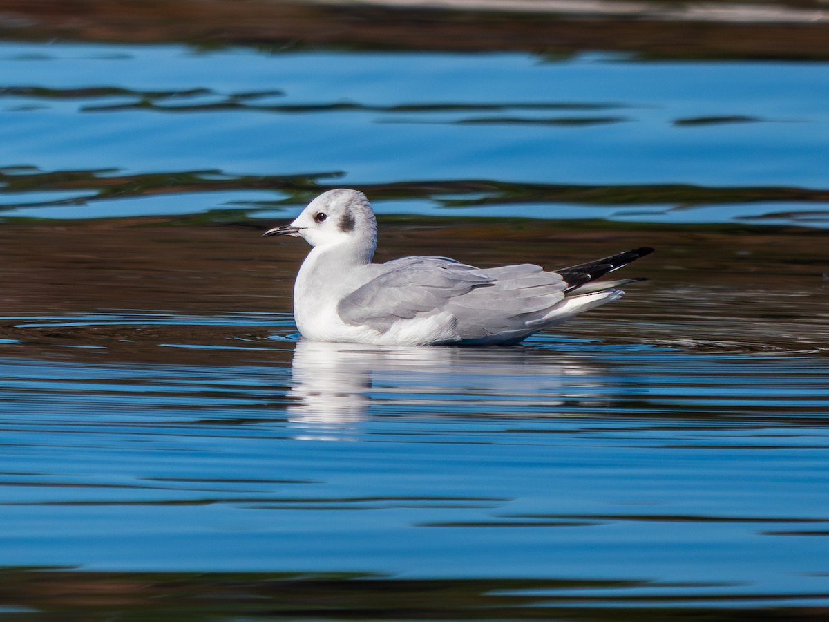 racek Bonapartův - ML646819267