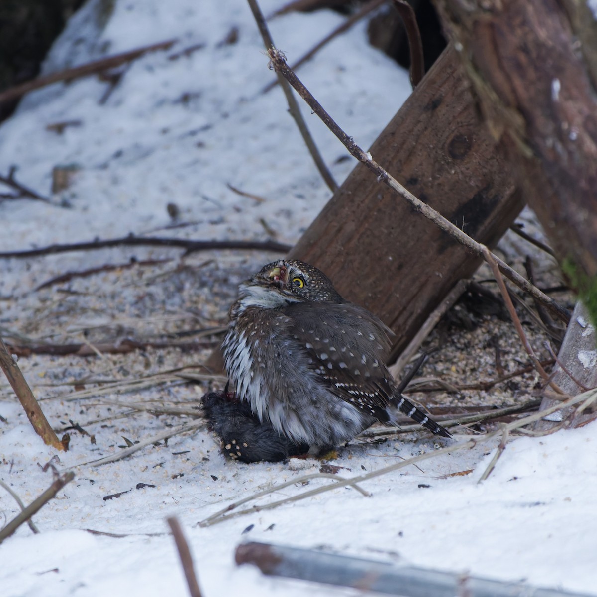 Northern Pygmy-Owl - ML646819270