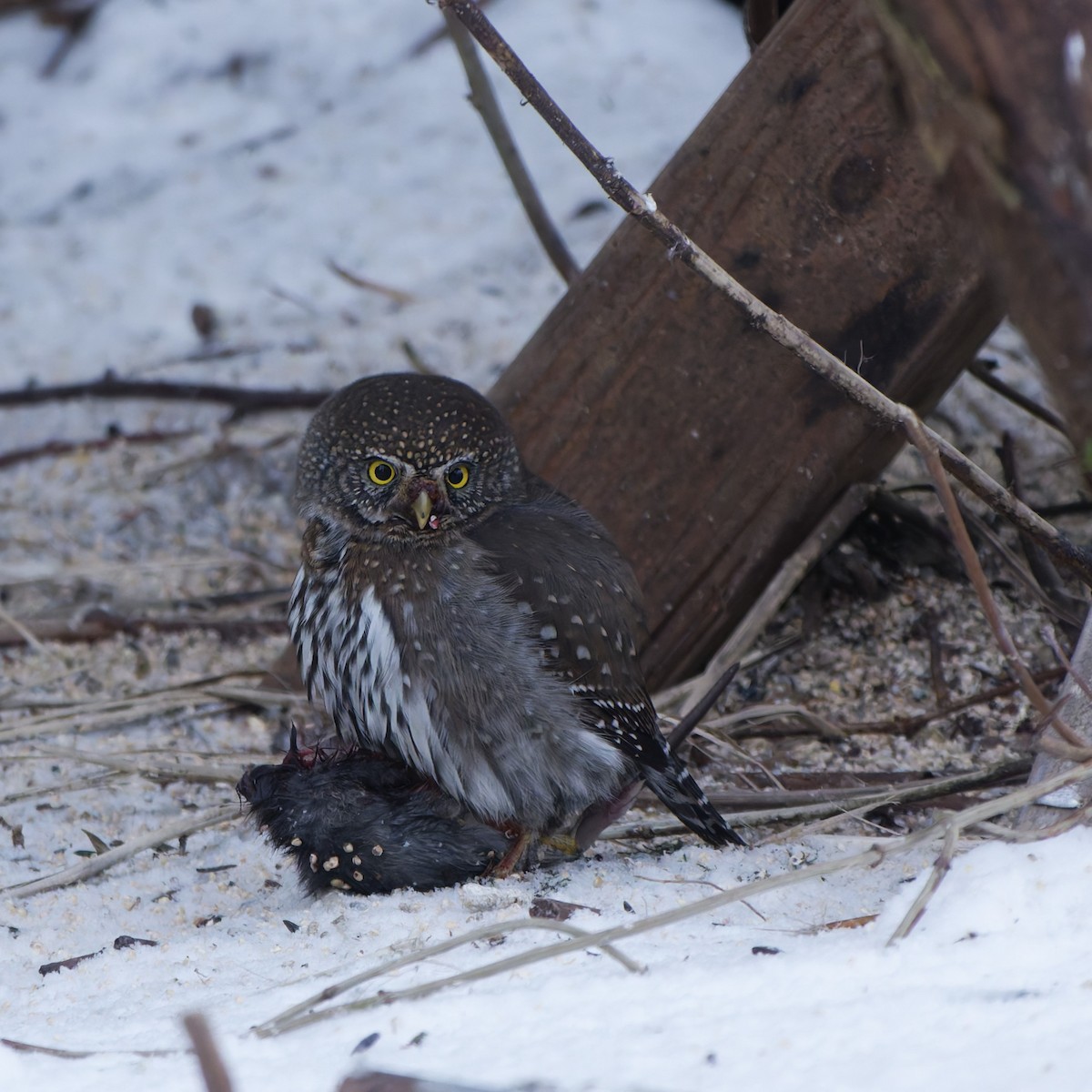 Northern Pygmy-Owl - ML646819271