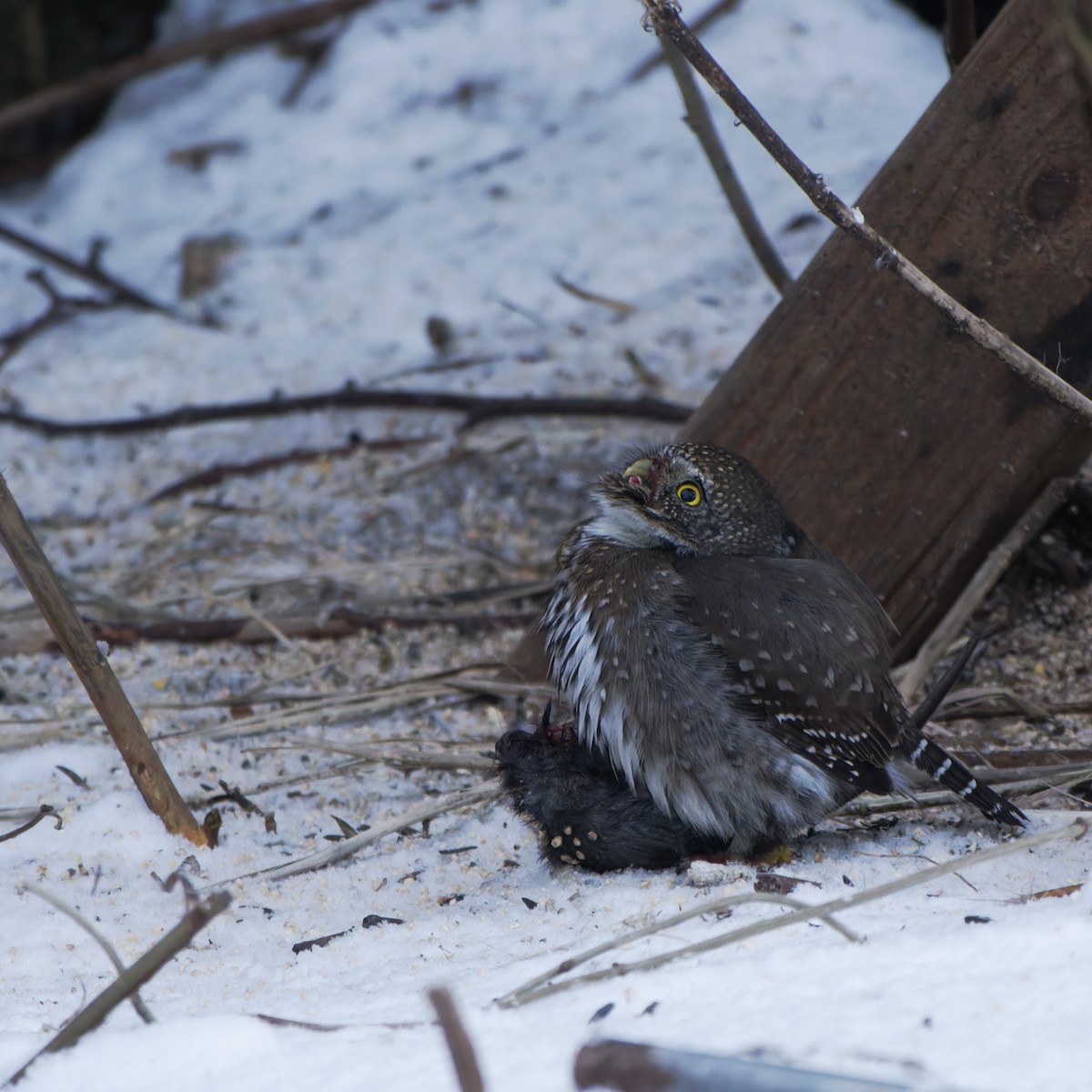 Northern Pygmy-Owl - ML646819272