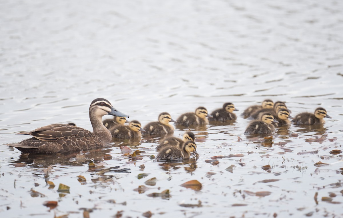 Ahate bekainduna - ML646819273