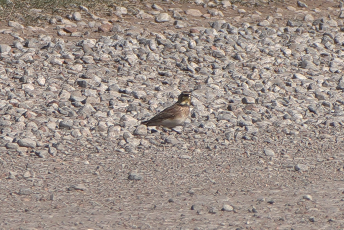 Horned Lark - ML646819277