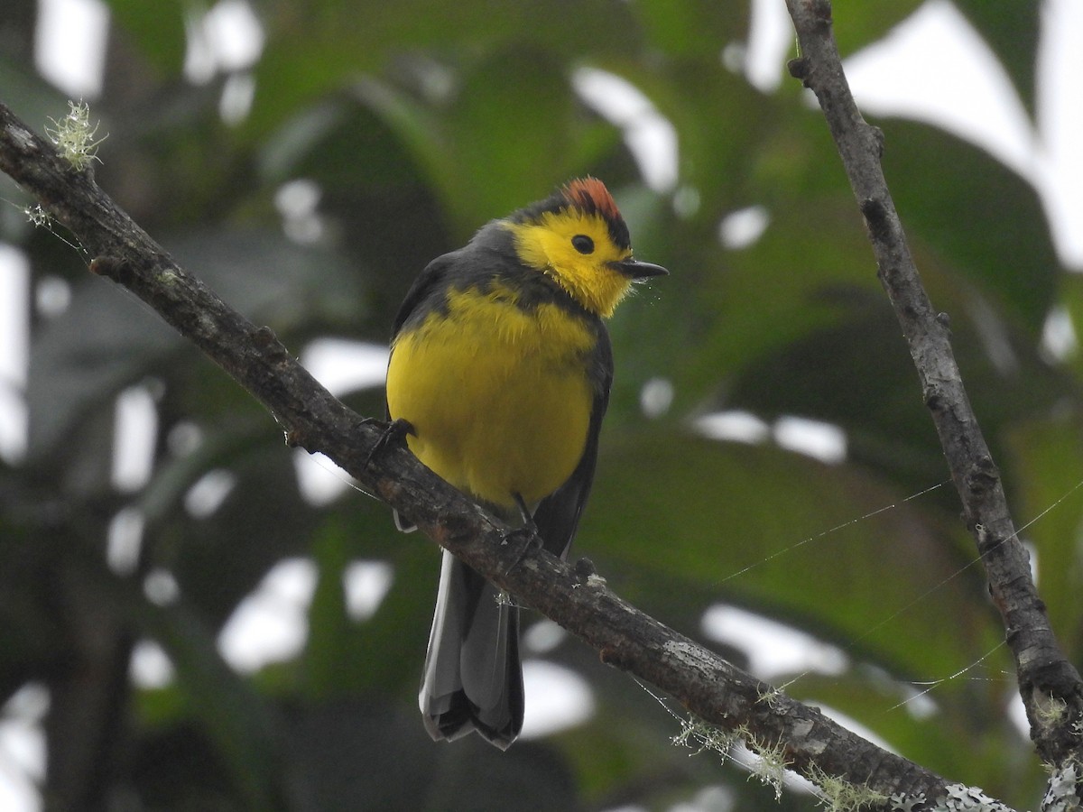Collared Redstart - ML646819278