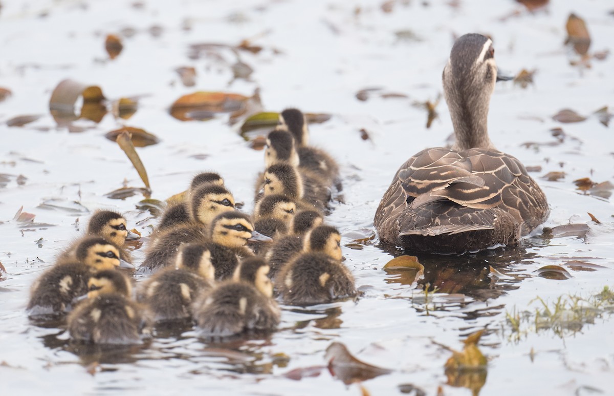 Ahate bekainduna - ML646819279