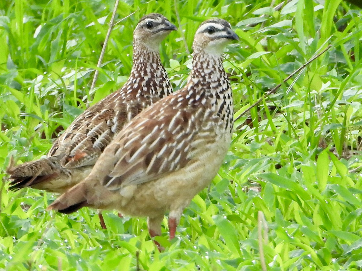 frankolín čapkový [skupina sephaena] - ML646819281