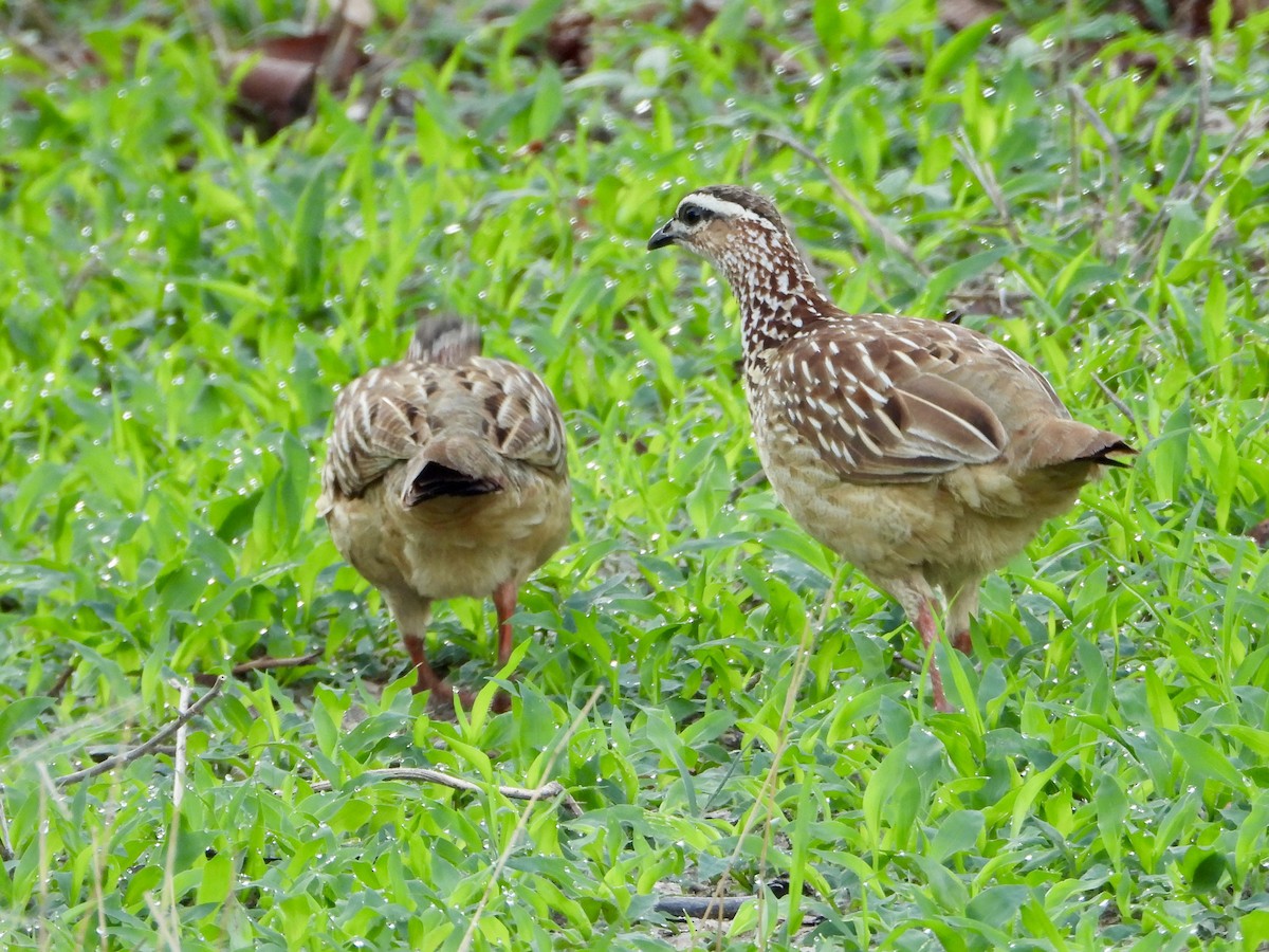 frankolín čapkový [skupina sephaena] - ML646819282