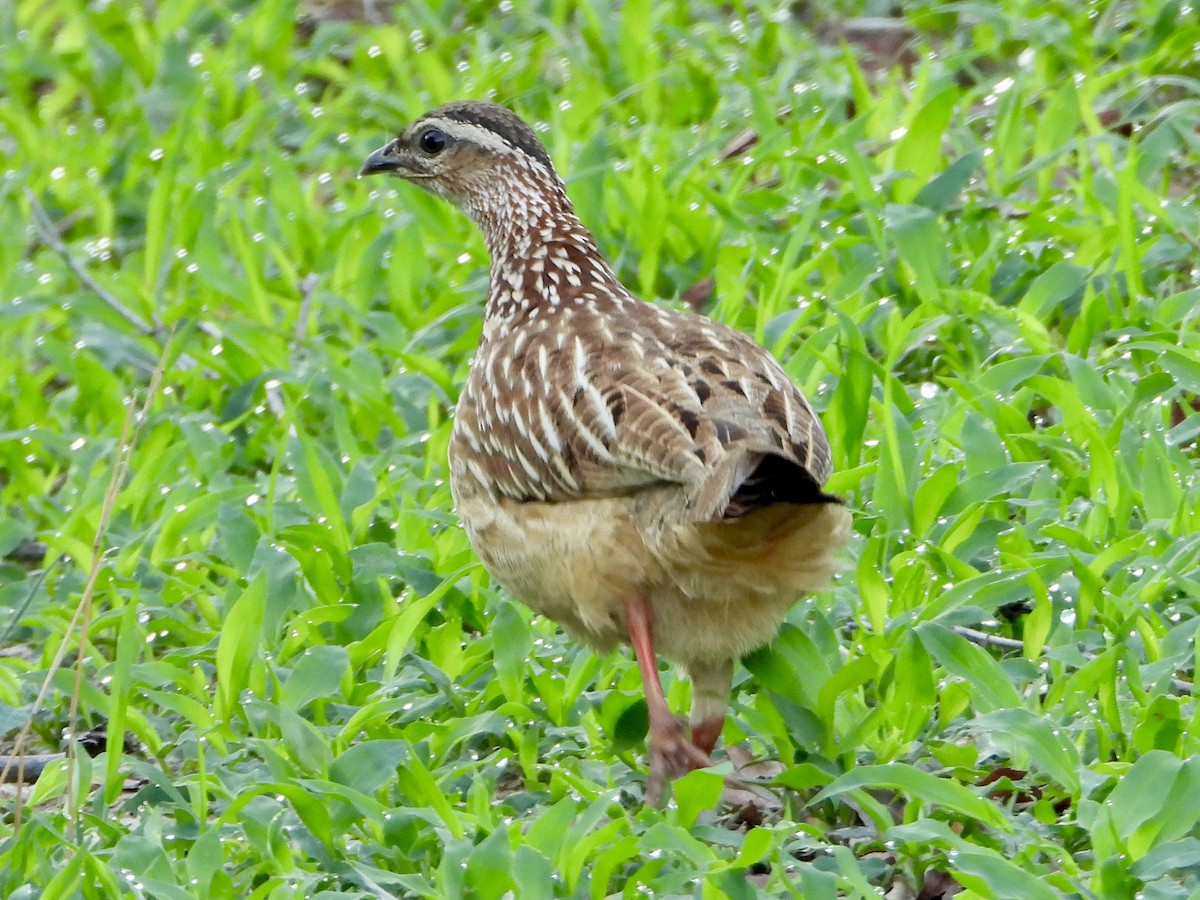 frankolín čapkový [skupina sephaena] - ML646819283