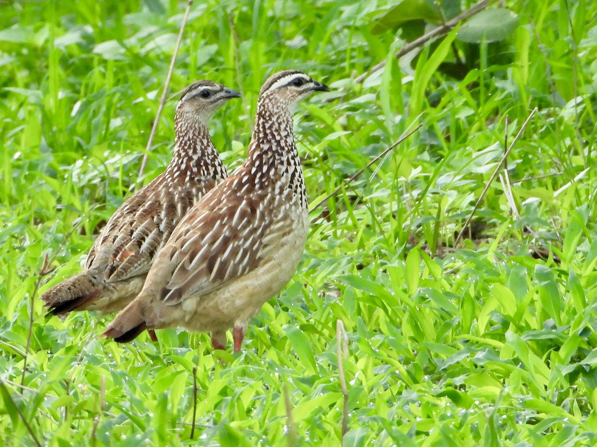 frankolín čapkový [skupina sephaena] - ML646819284