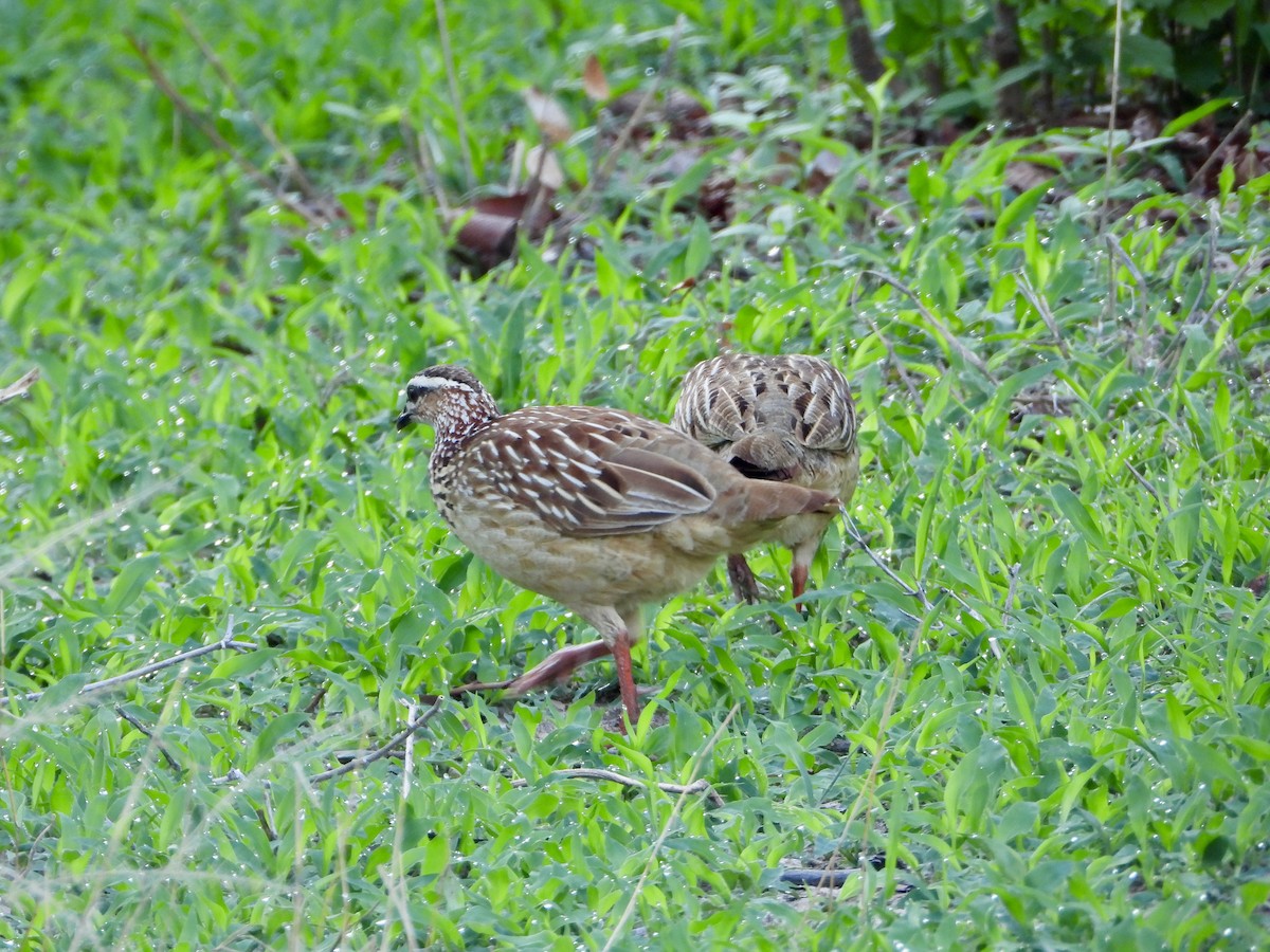frankolín čapkový [skupina sephaena] - ML646819285