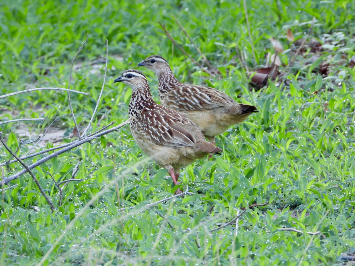 frankolín čapkový [skupina sephaena] - ML646819286
