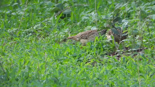 Crested Francolin (Crested) - ML646819287