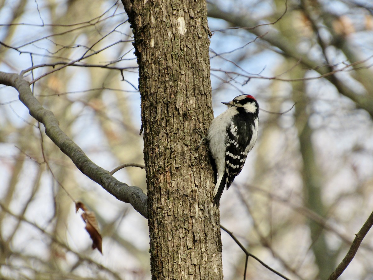 Downy Woodpecker - ML646819288