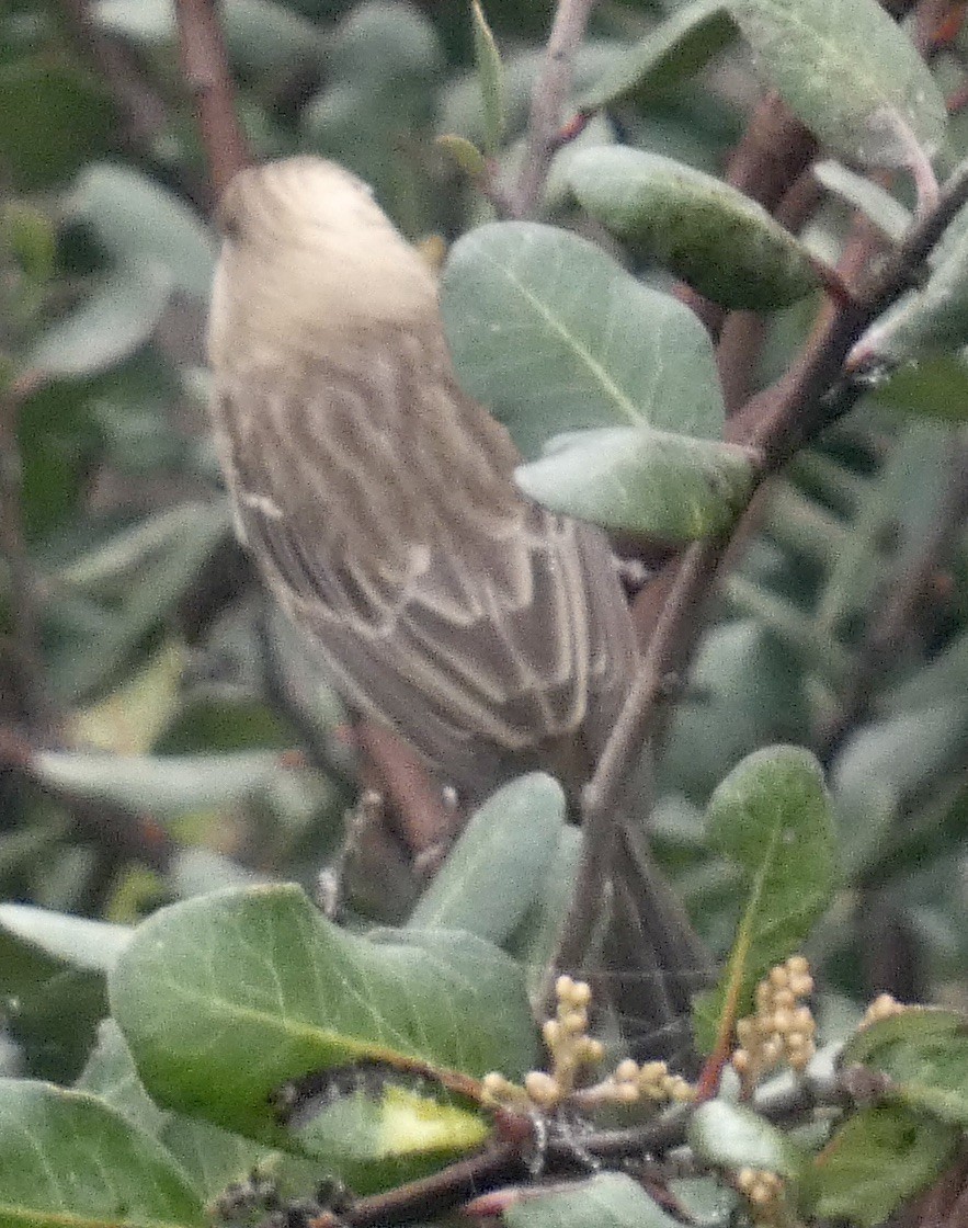 House Finch - ML646819293