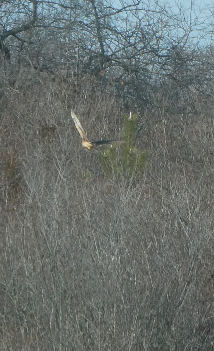 Northern Harrier - ML646819294
