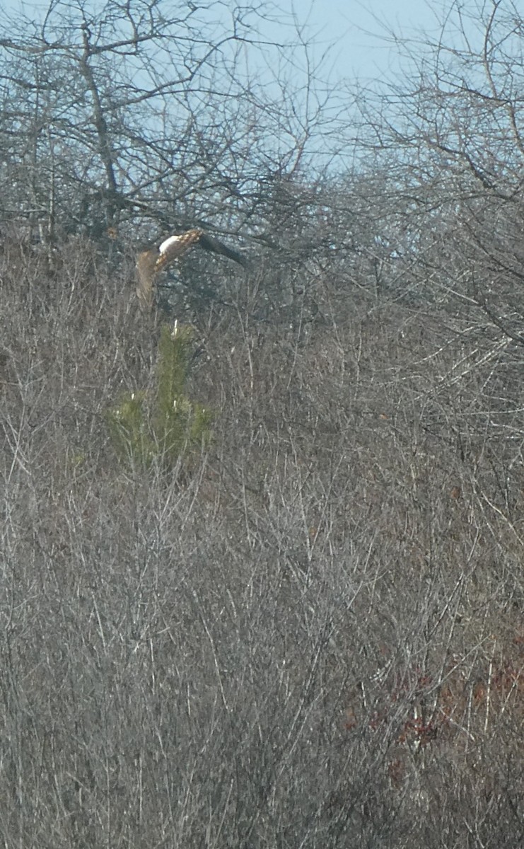 Northern Harrier - ML646819295